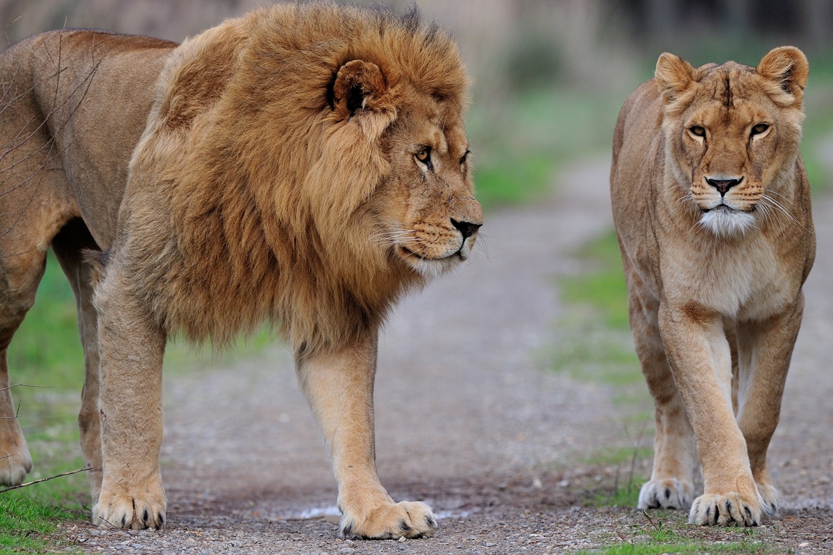 Lion